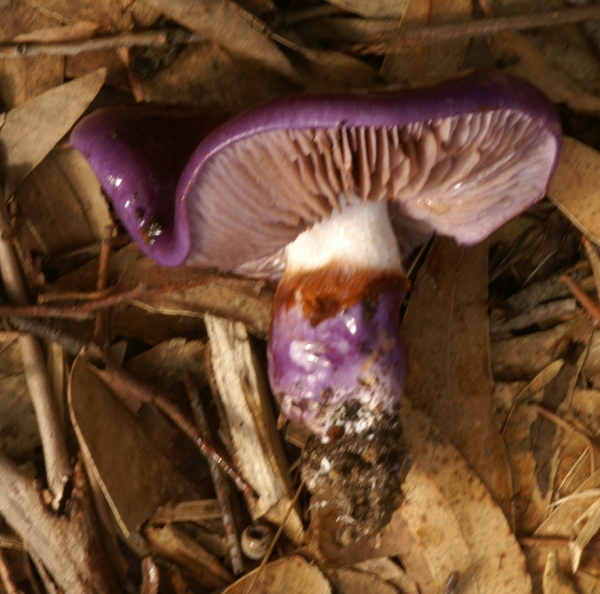 Cortinarius archeri